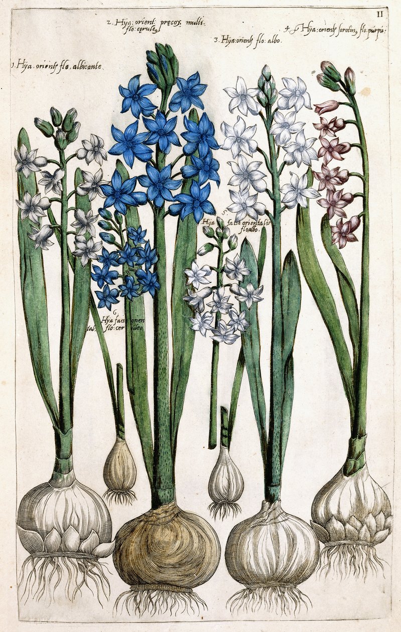 Hyacinths by Dutch School