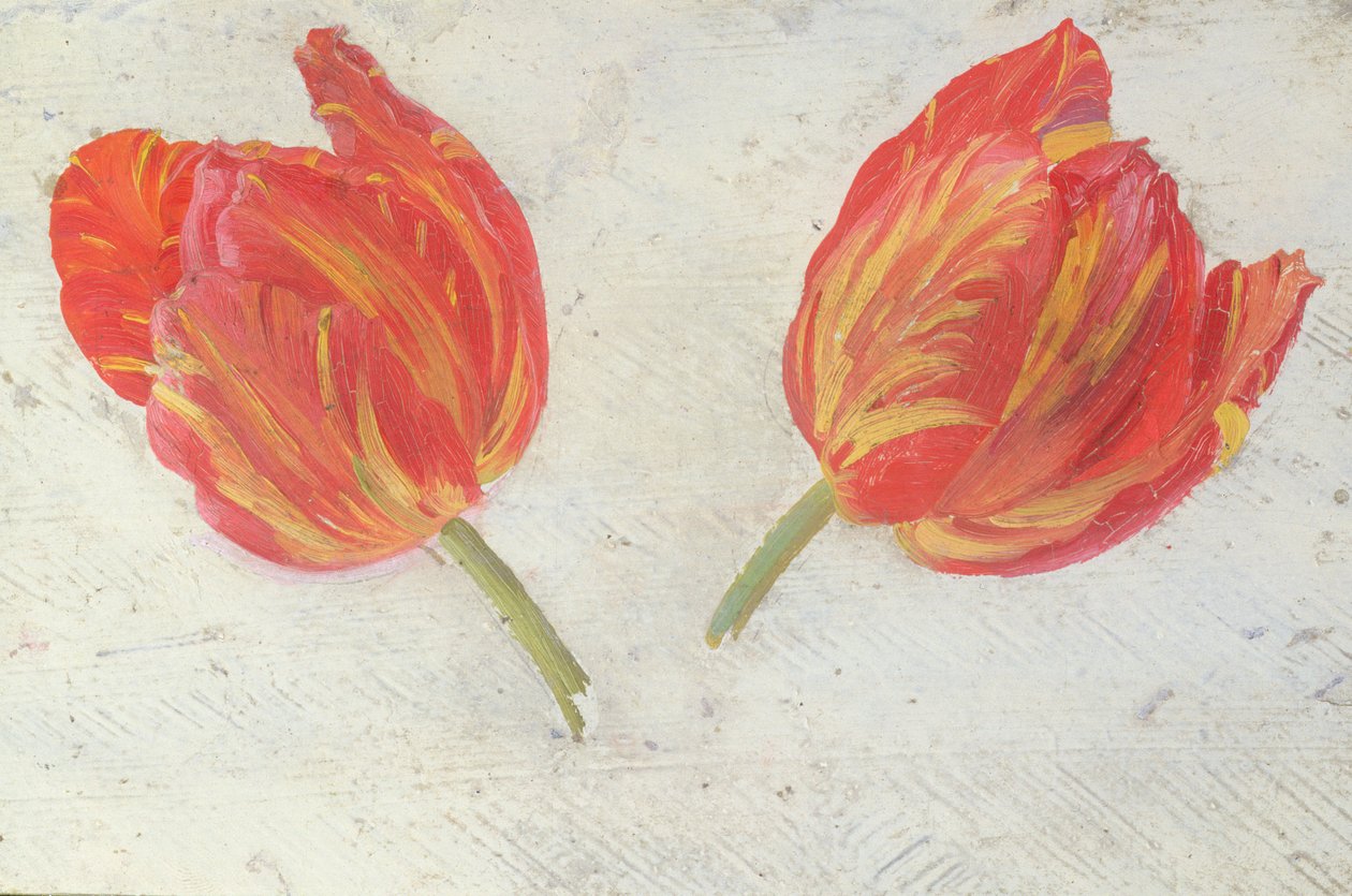 Studies of tulips by Dutch School