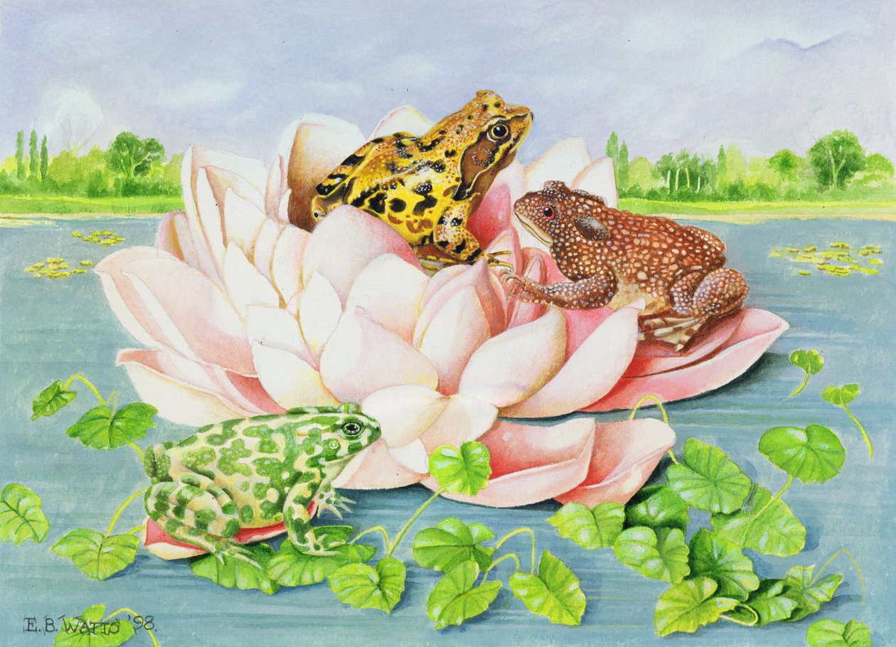 Water Lily, 1998 by E.B. Watts