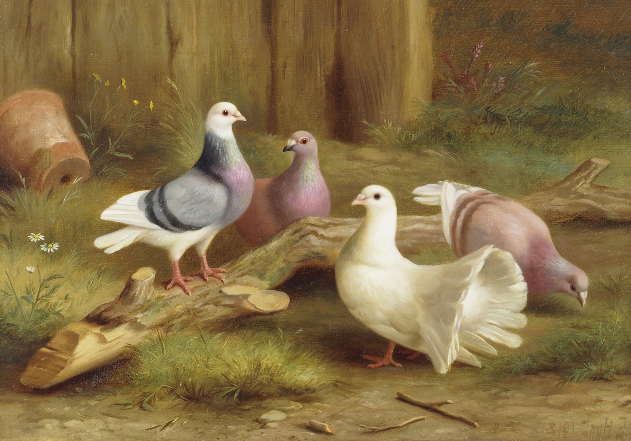 Doves by Edgar Hunt