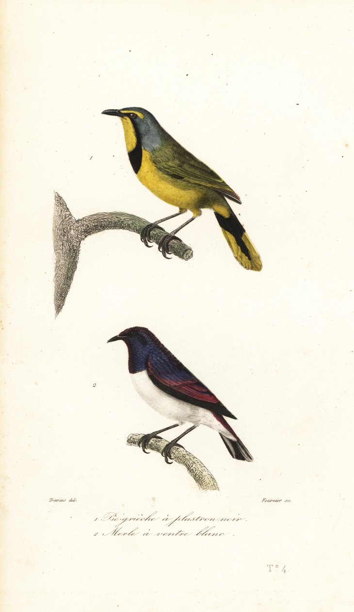 Bokmakierie and Violet-Backed Starling by Edouard (after) Travies