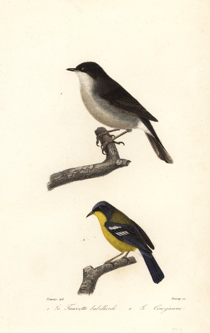 Lesser whitethroat and yellow-throated warbler by Edouard (after) Travies