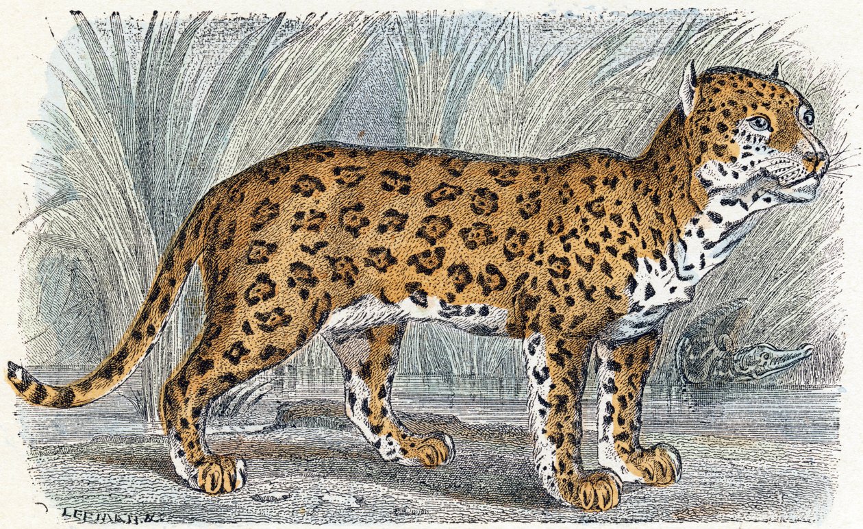 Jaguar - Alphabet Illustrates Animals 19th Century by Edouard Travies