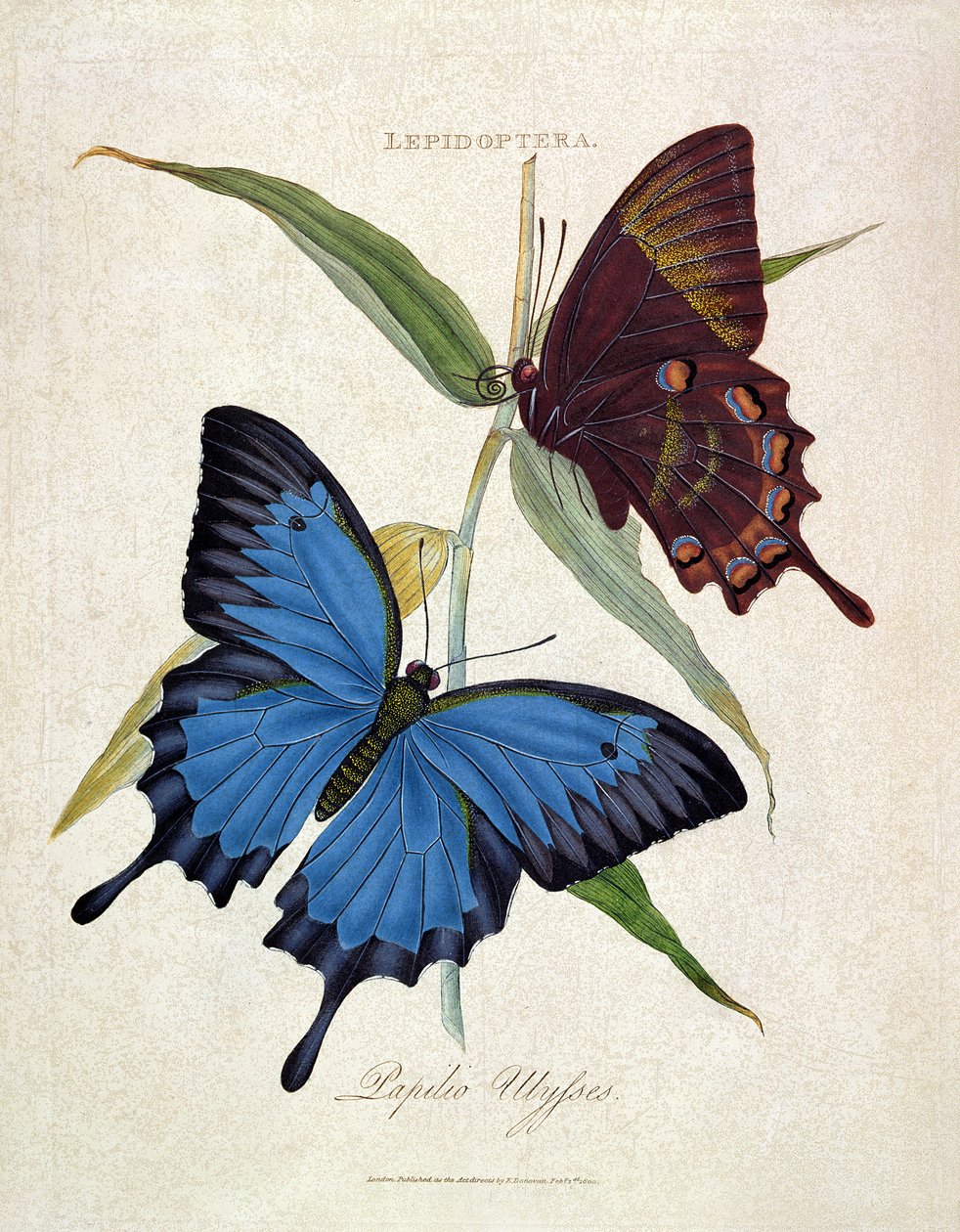 Butterfly: Papilo Ulysses, pub. by the artist, 1800 by Edward Donovan