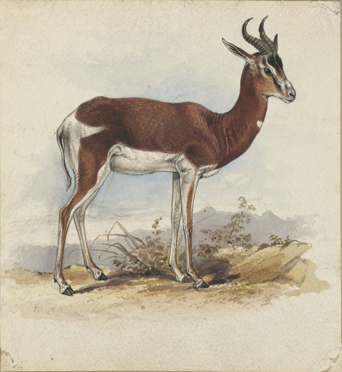 An Antelope by Edward Lear