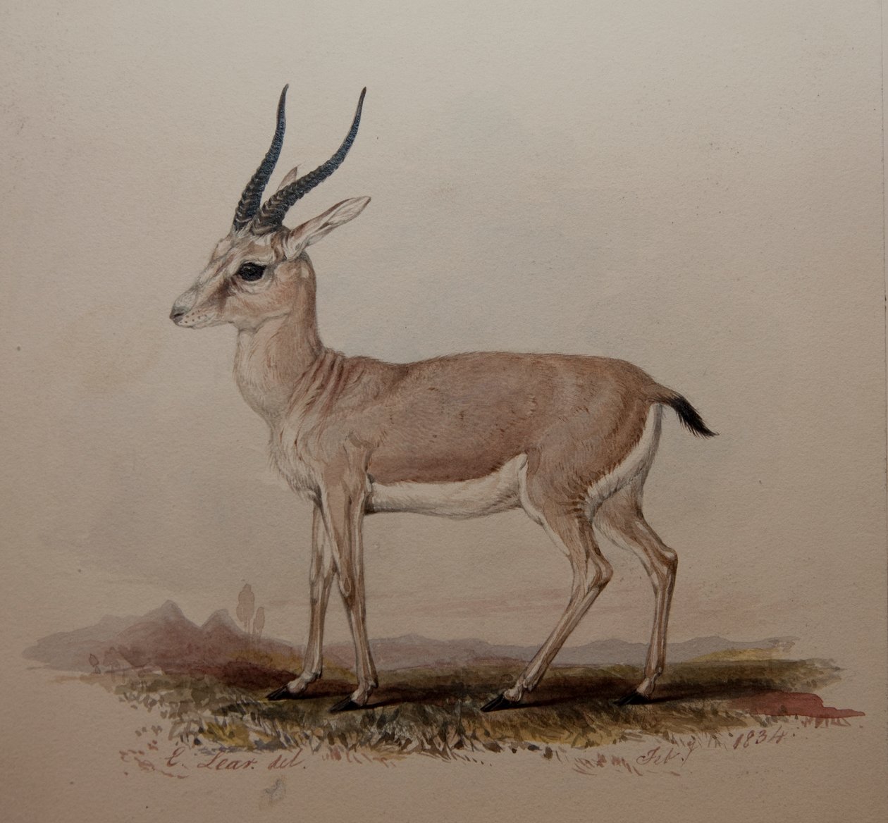 Antelope by Edward Lear