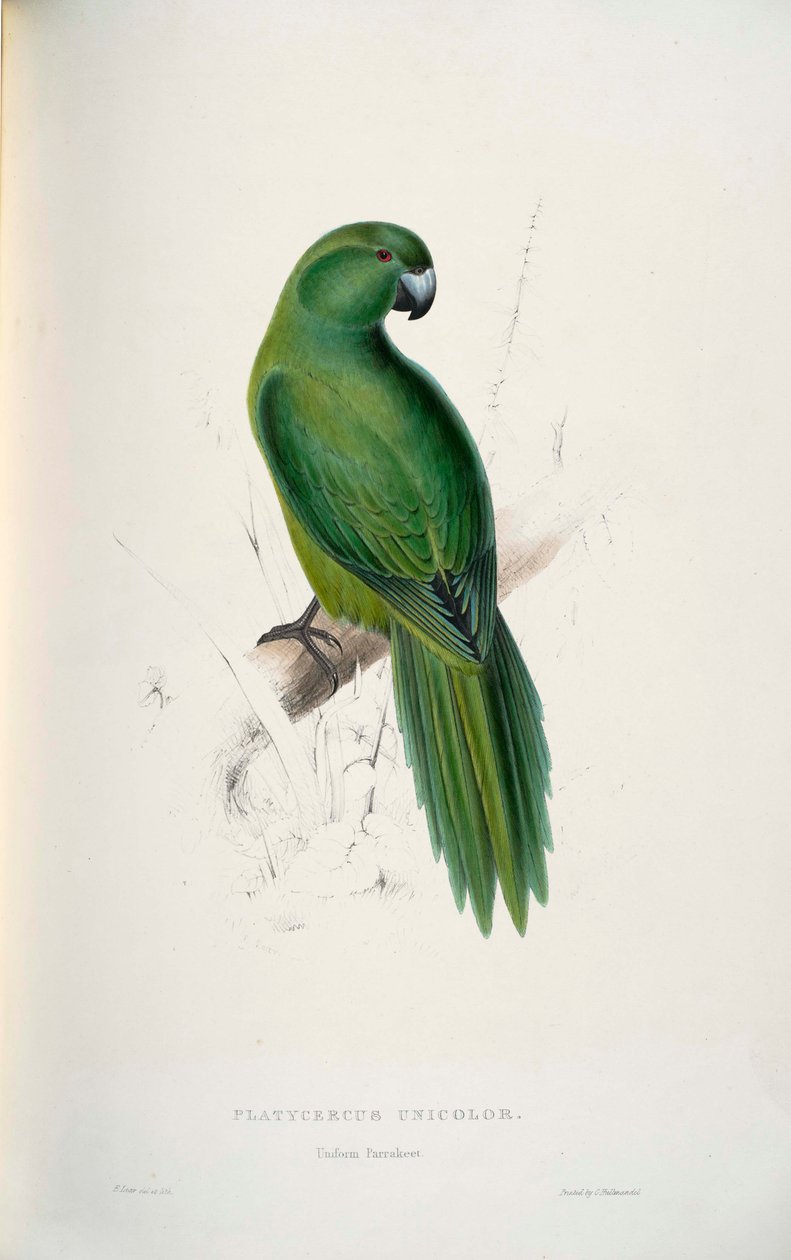 Cyanoramphus Unicolor by Edward Lear