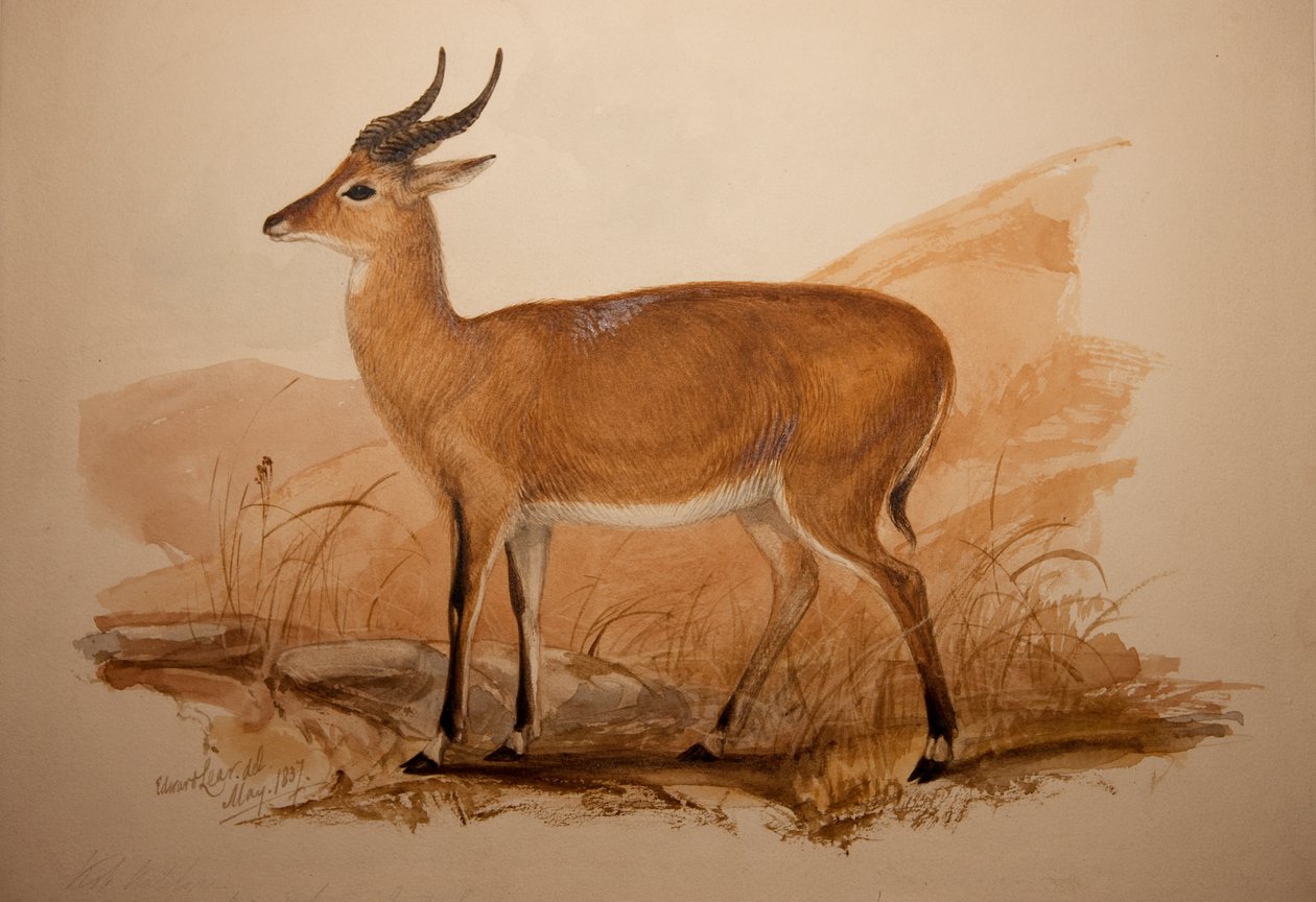 Kob Antelope, 1837 by Edward Lear