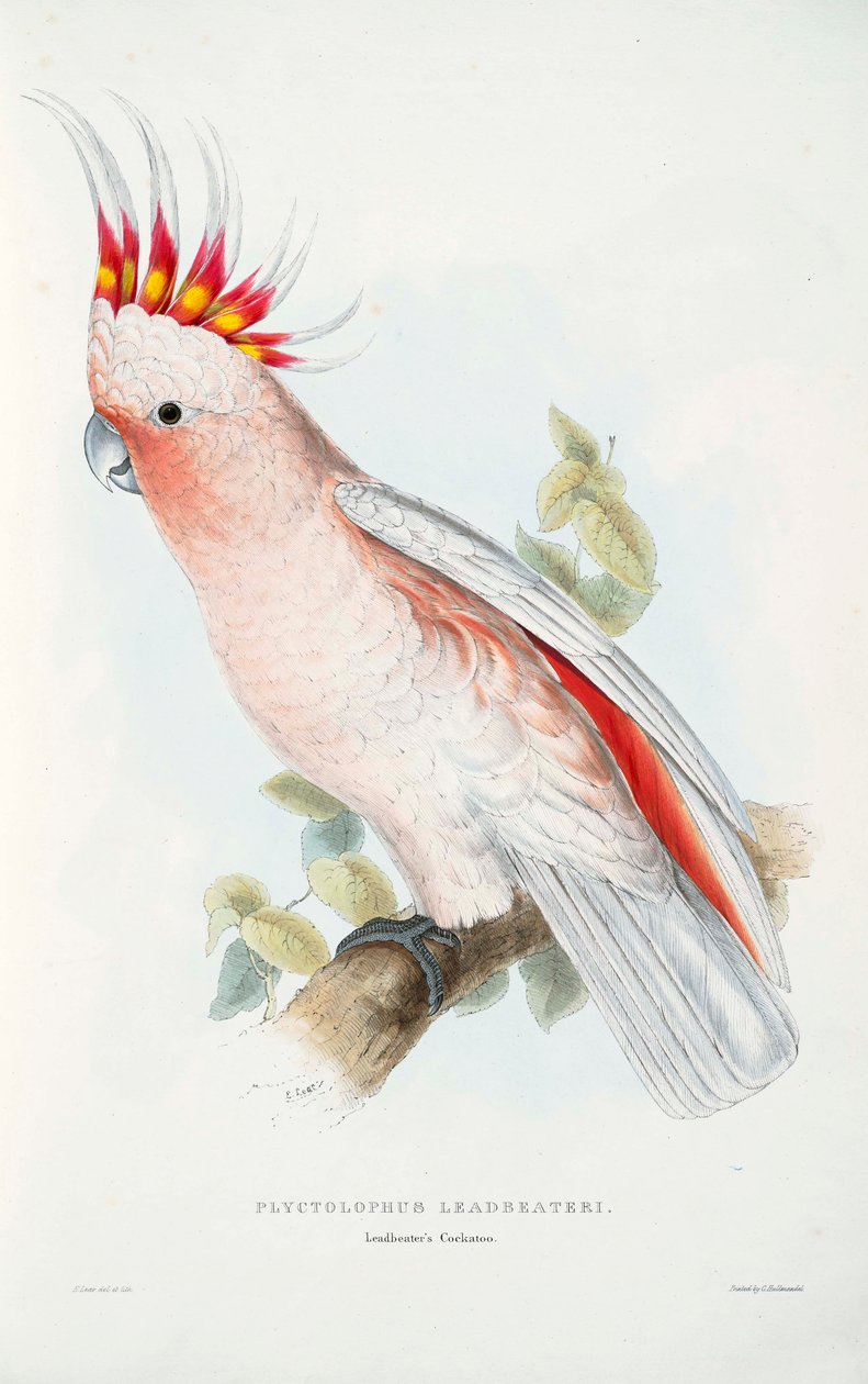 Lophochroa Leadbeateri by Edward Lear