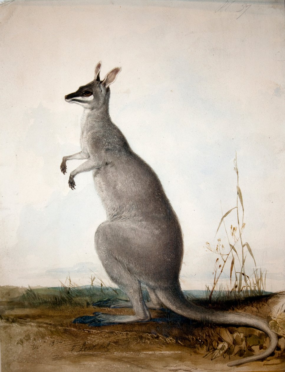 Macropus parryi by Edward Lear