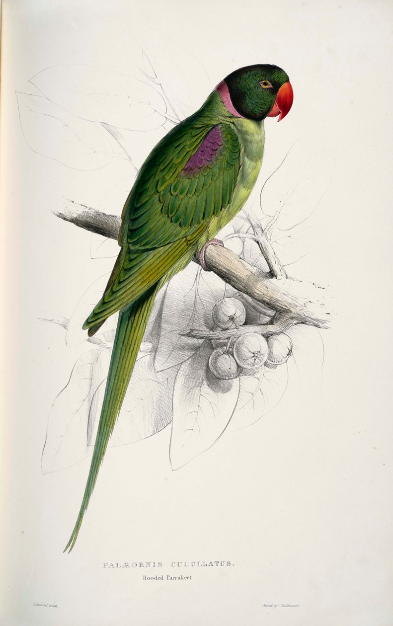 Psittacula Eupatria by Edward Lear