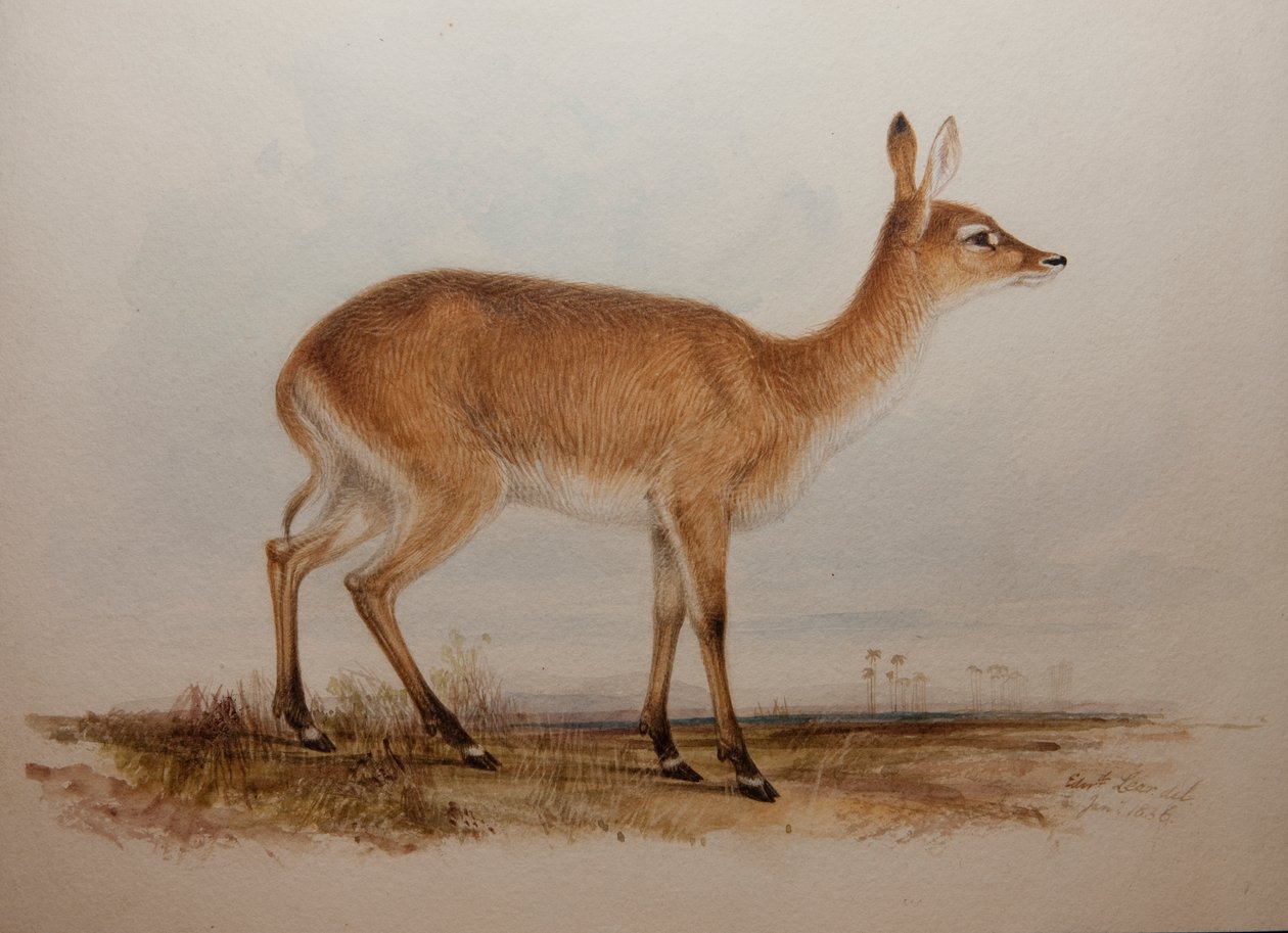 Red Lechwe, 1836 by Edward Lear