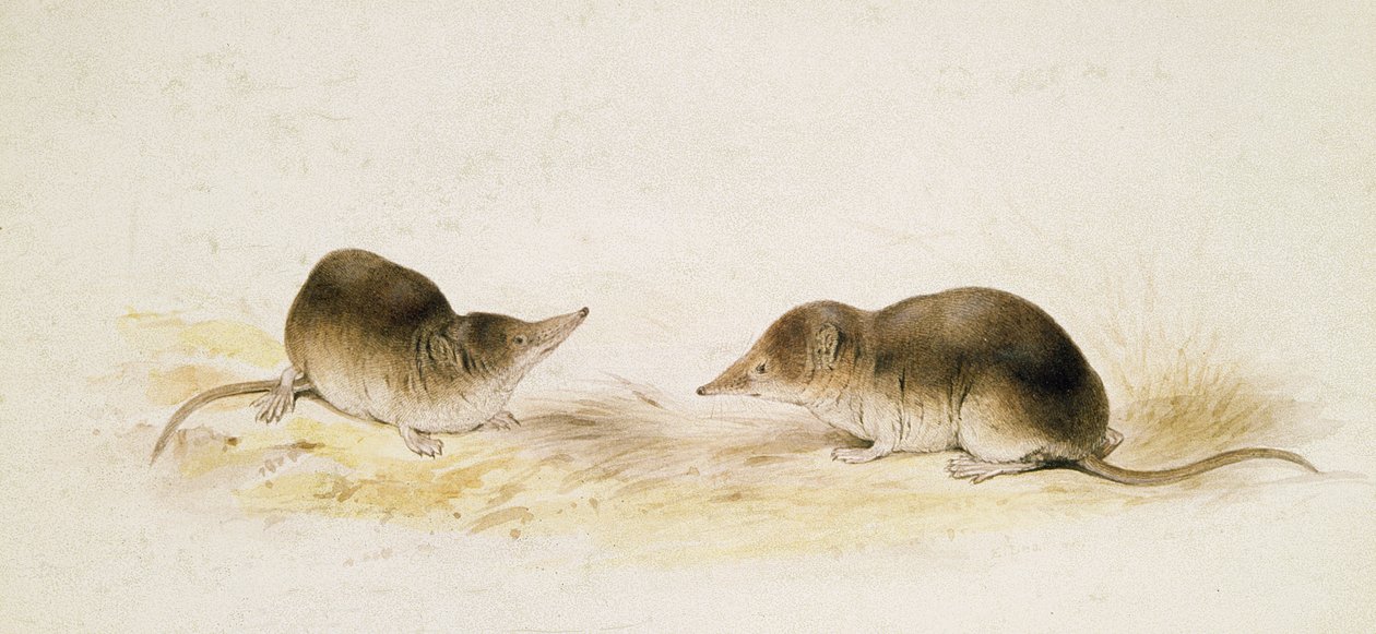 Shrews by Edward Lear