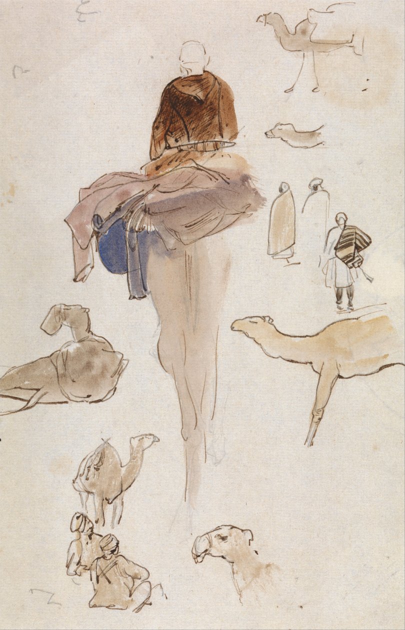 Studies of Camels by Edward Lear