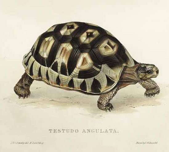 Angulate Tortoise by Edward Lear