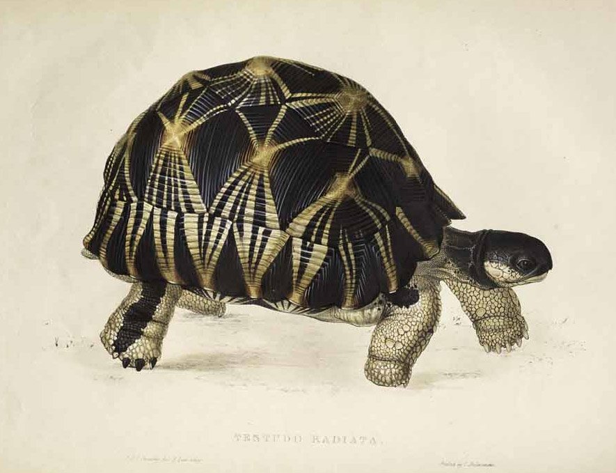 Radiated Tortoise by Edward Lear