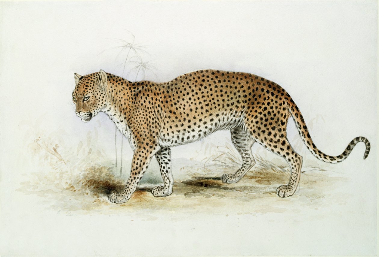 The Leopard by Edward Lear