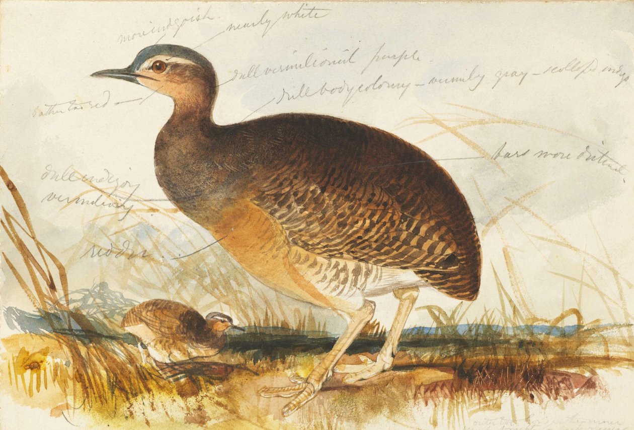 Marsh Hen by Edward Lear