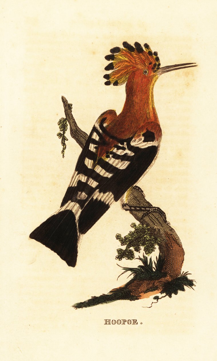 Common hoopoe by Edward Donovan