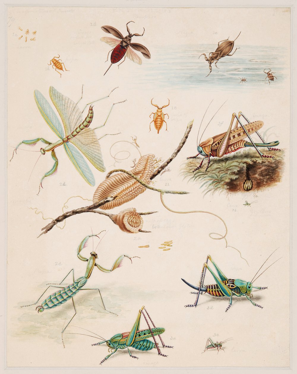 Studies of Invertebrate Animals, Volume II by Edward Donovan