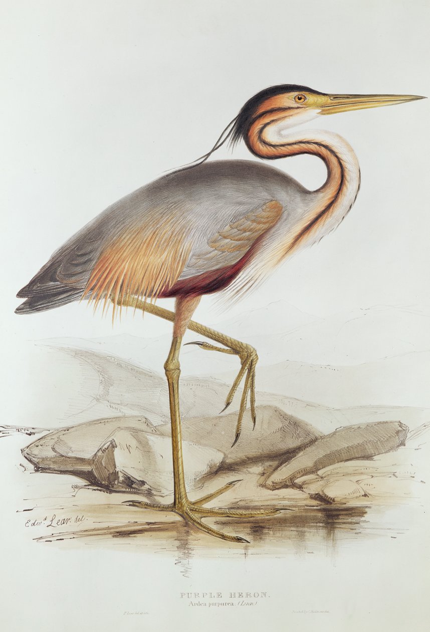 Purple Heron by Edward Lear