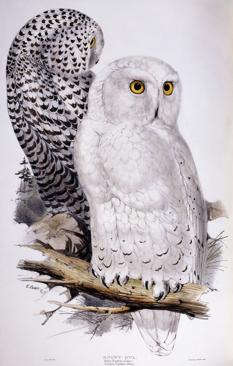 Snowy Owl by Edward Lear