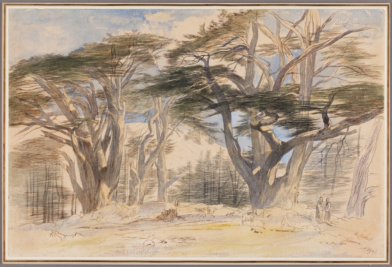 The Cedars of Lebanon by Edward Lear