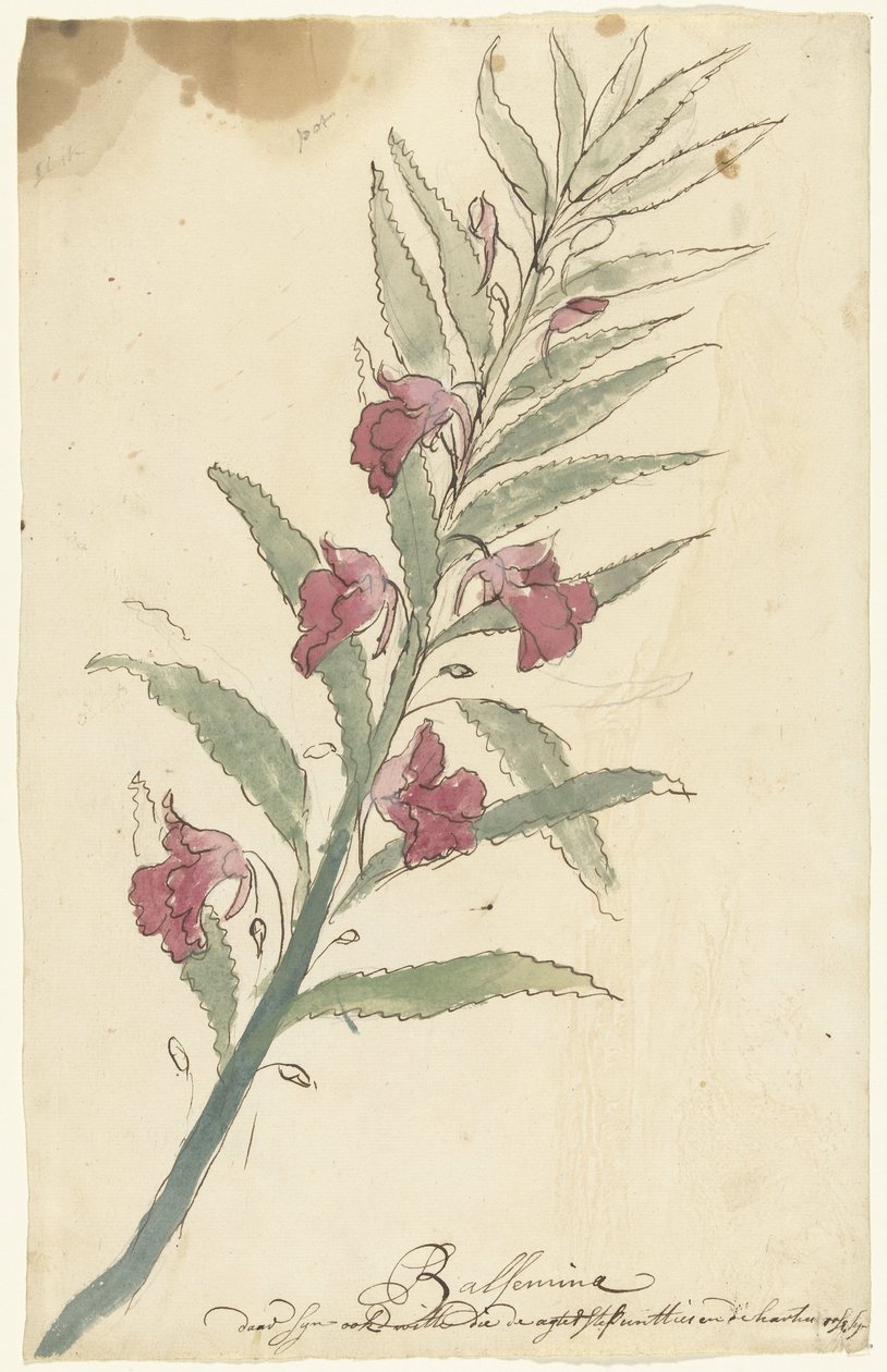 Balsam by Elias van Nijmegen