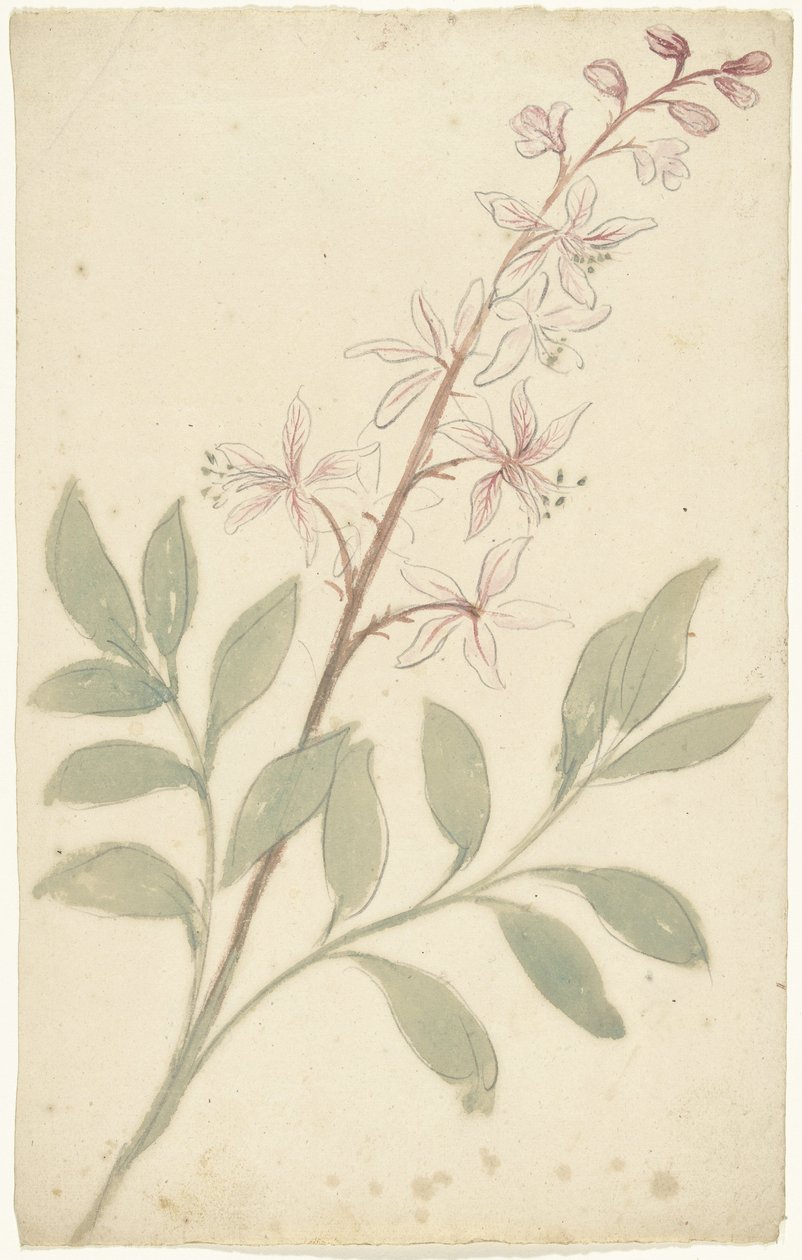 Flower Study by Elias van Nijmegen
