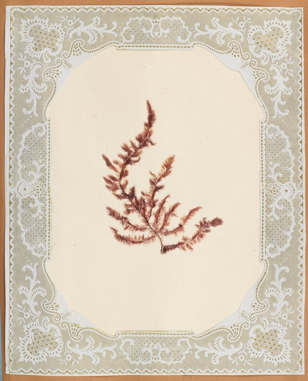 Seaweeds by Eliza A. Jordson