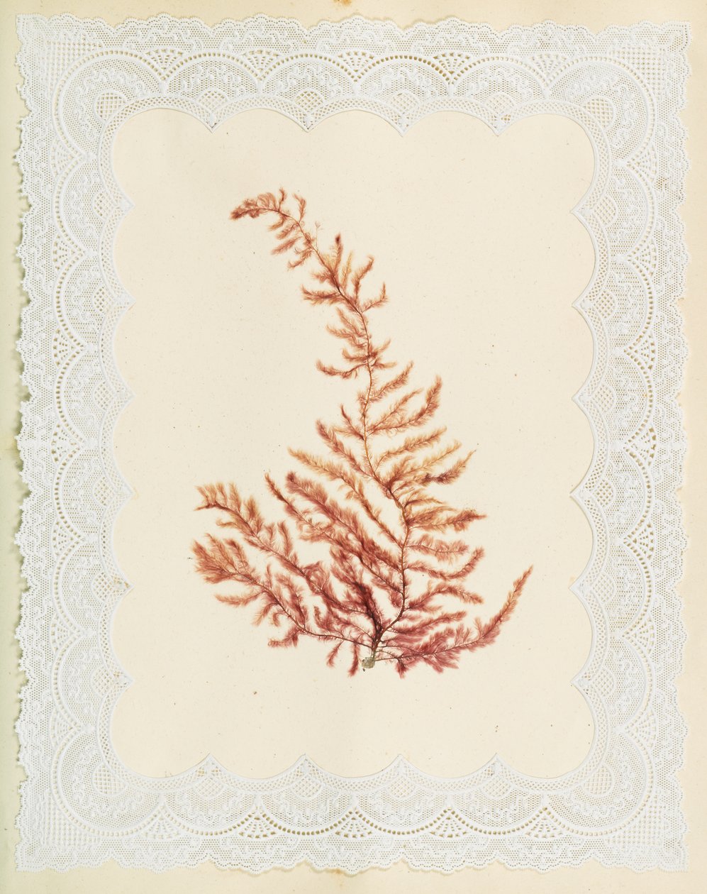 Seaweeds by Eliza A. Jordson