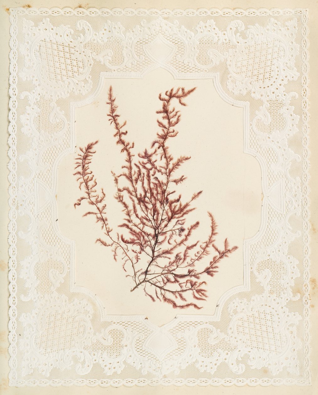 Seaweeds by Eliza A. Jordson
