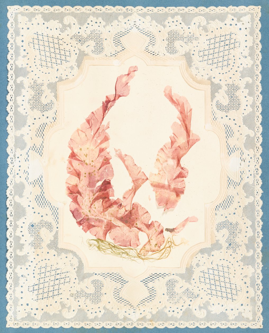 Seaweeds by Eliza A. Jordson