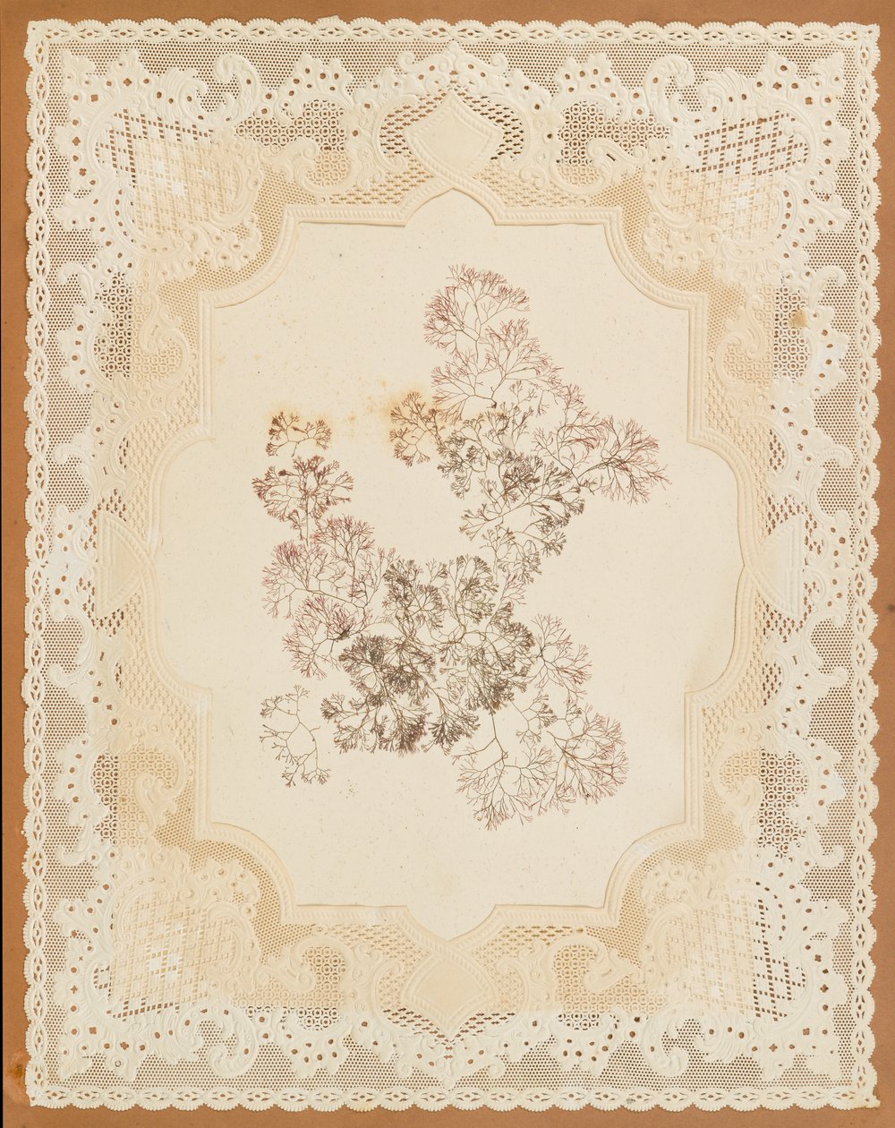 Seaweeds by Eliza A. Jordson