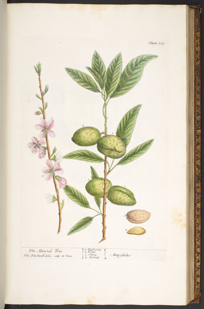 Plate 105, from 