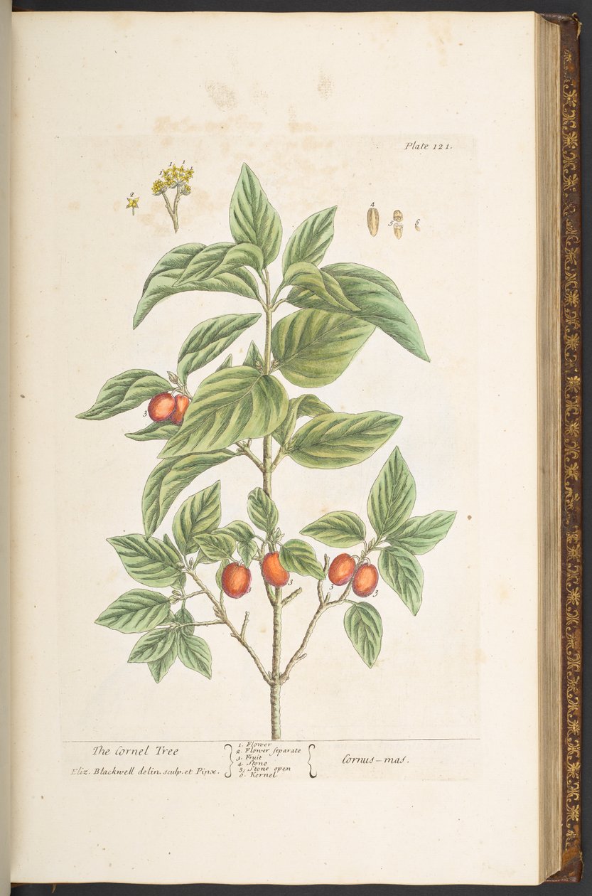 Plate 121, from 