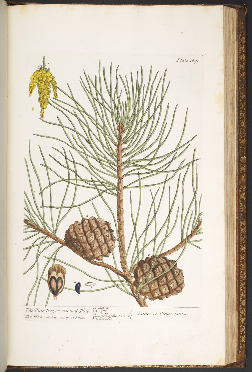 Plate 189, from 