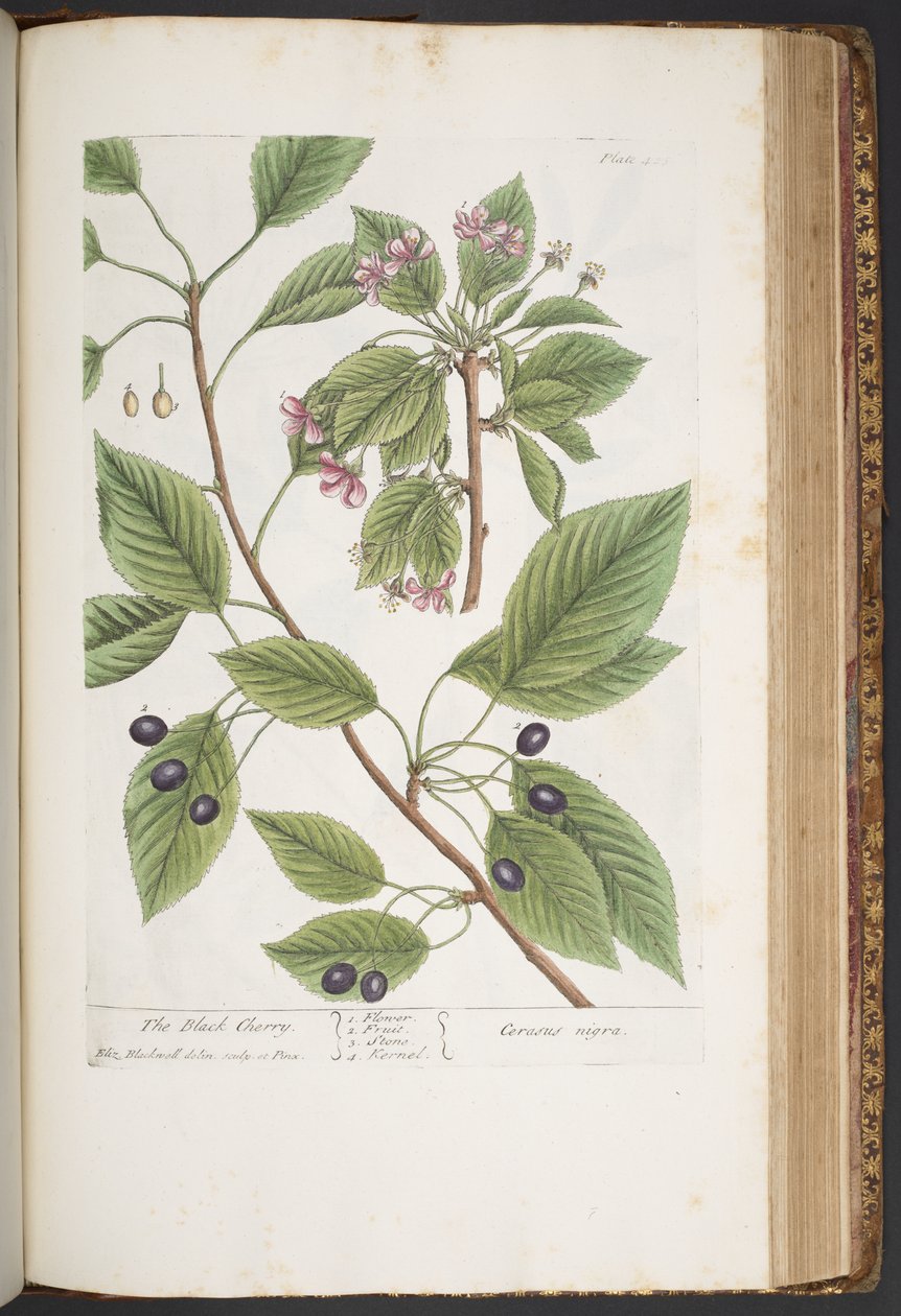 Plate 425, from 