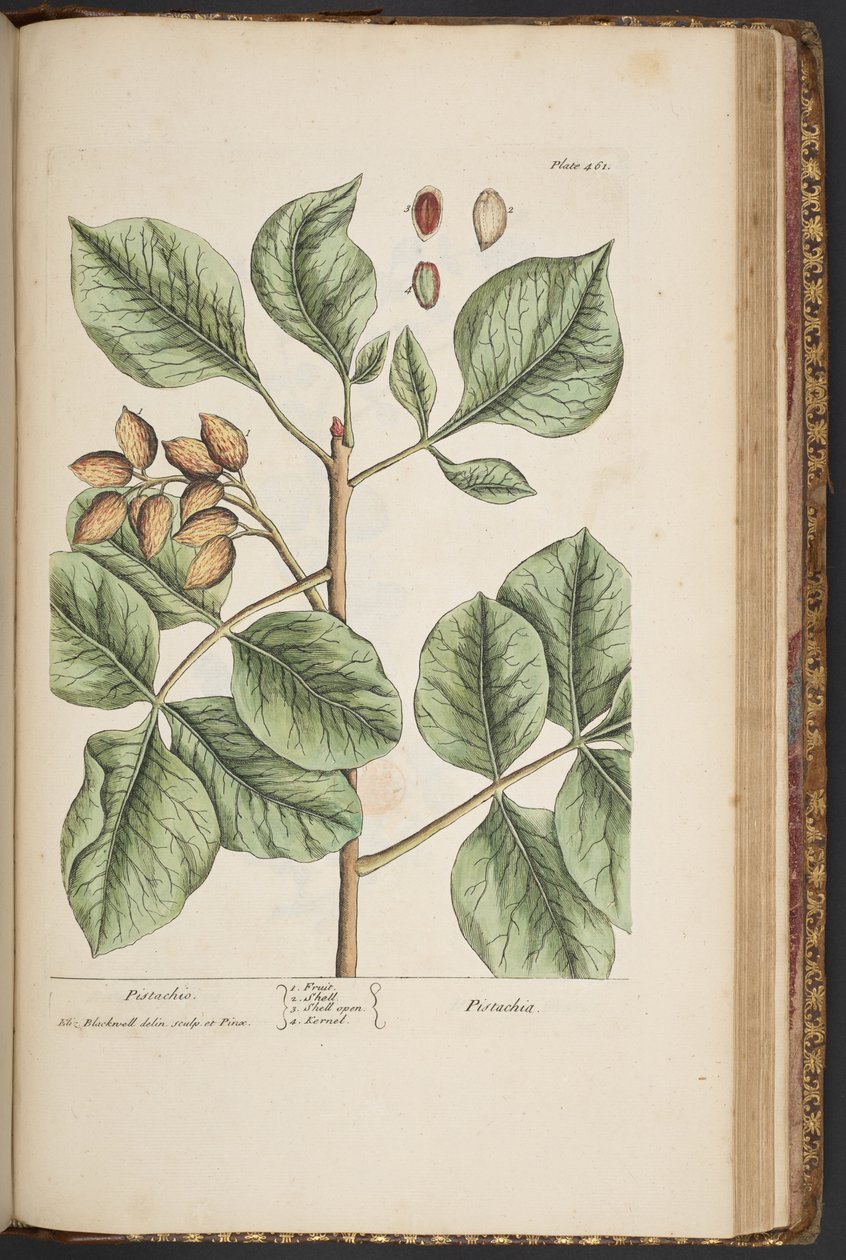 Plate 461, from A Curious Herbal by Elizabeth Blackwell