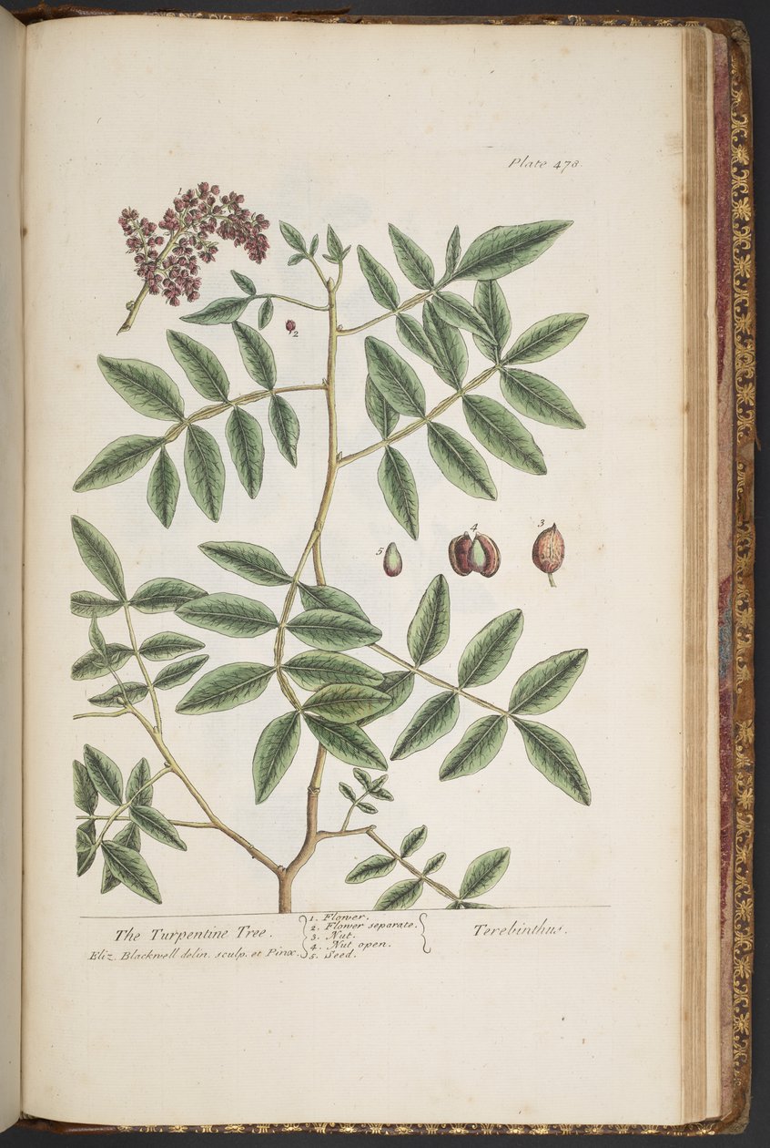 Plate 478, from 