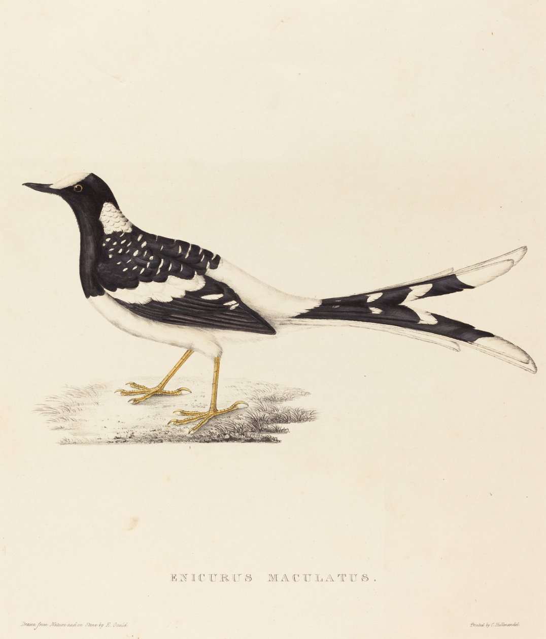 Spotted Forktail by Elizabeth Gould