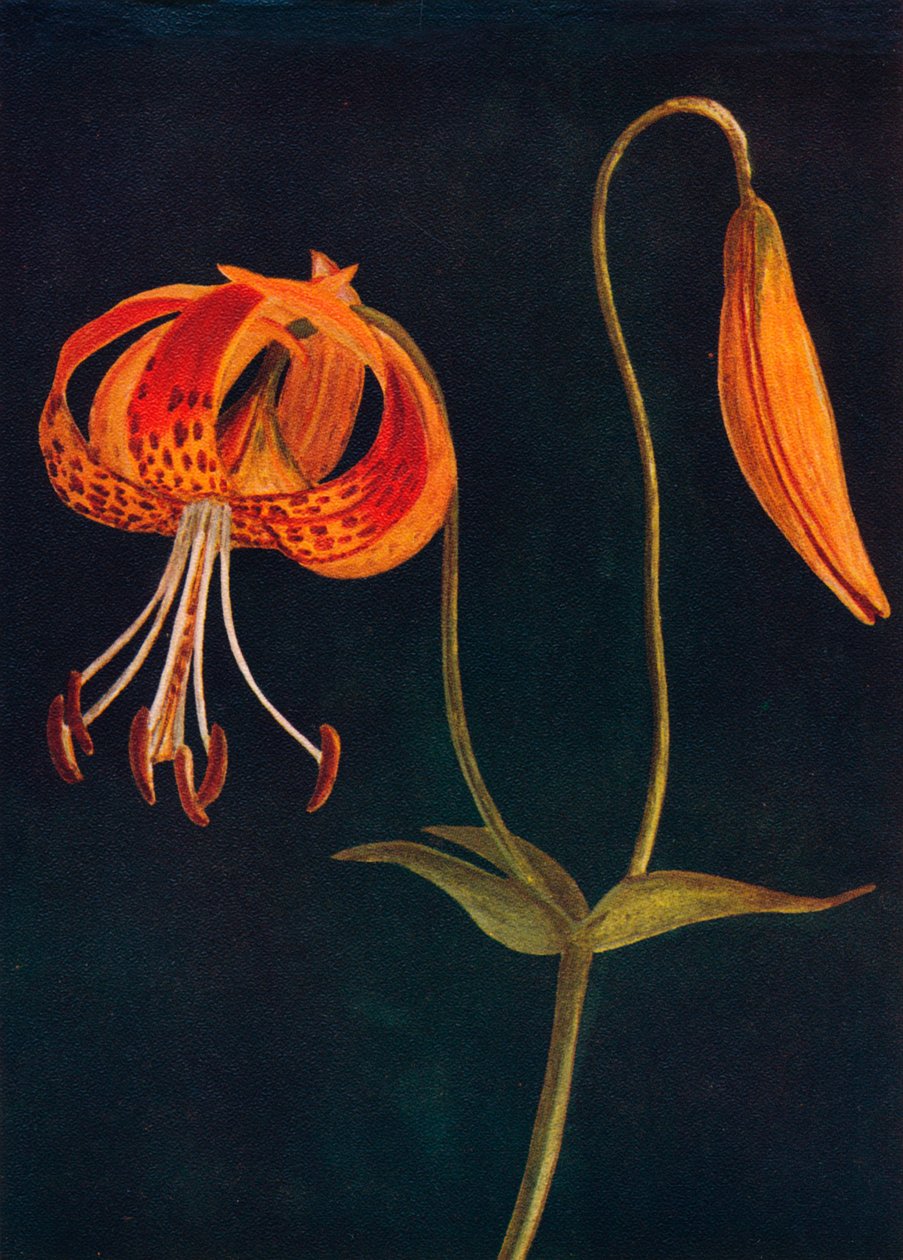 Leopard Lily by Emma Graham Clock