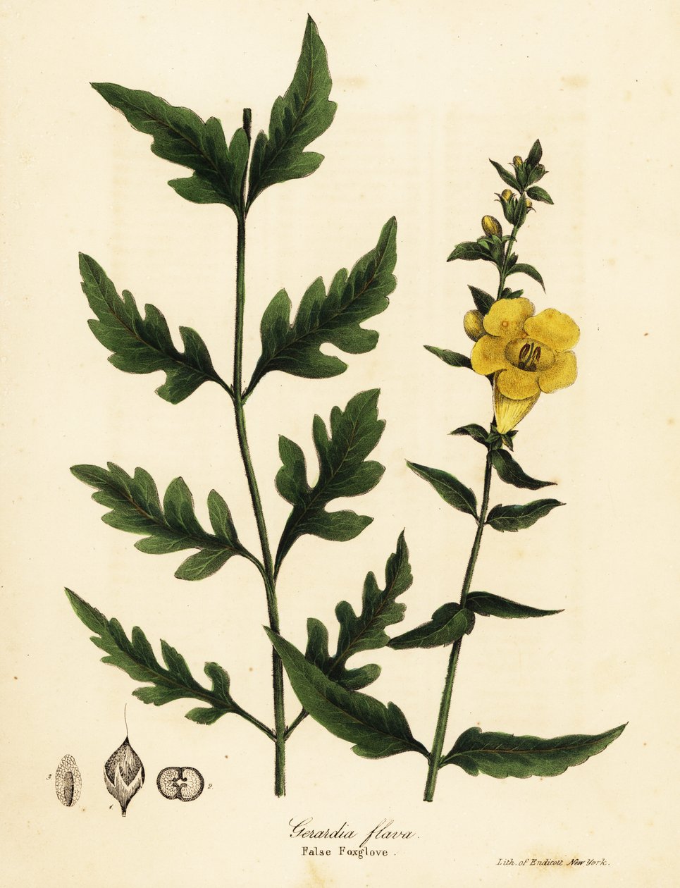 False foxglove by Endicott Endicott