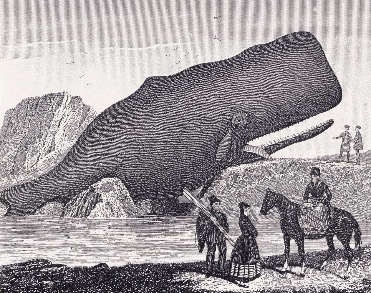 A Beached Sperm Whale by English School