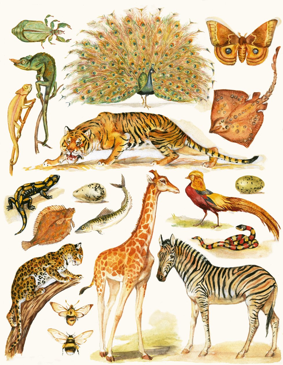 Assorted Animals with Interesting Coloration by English School