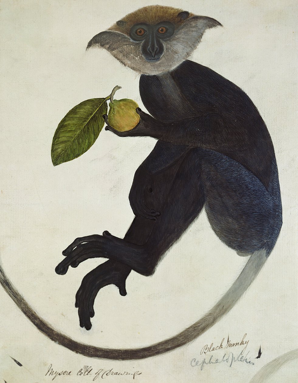 Black Monkey by English School