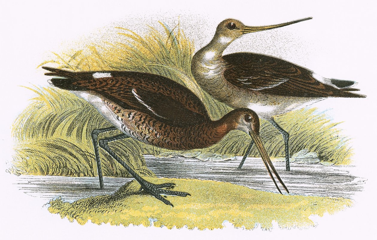 Black Tailed Godwit by English School