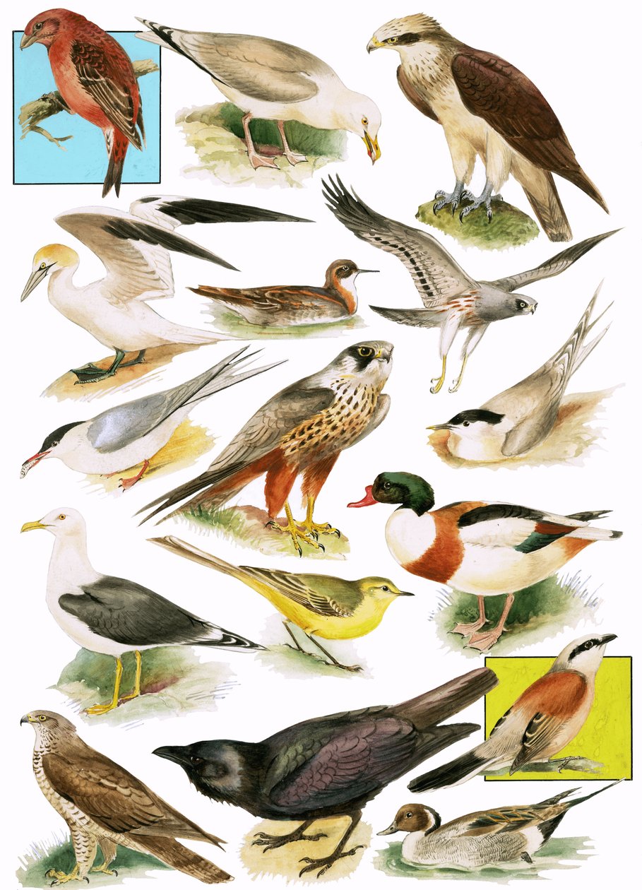 British Birds by English School