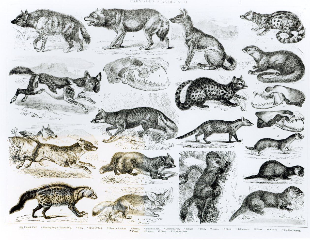 Carnivorous Animals by English School