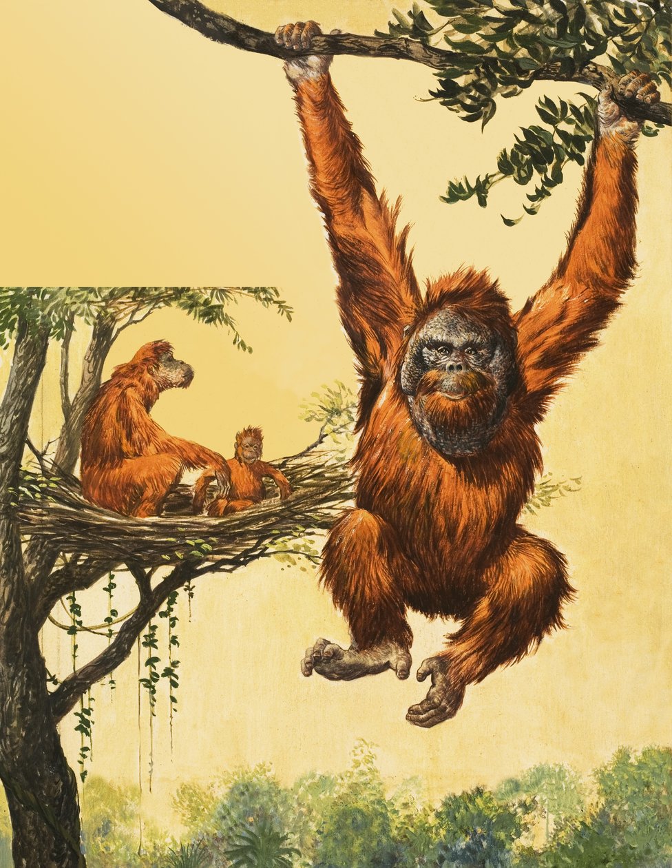 Orangutan by English School